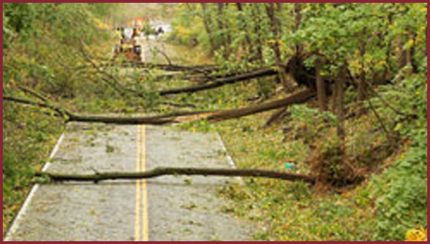 image of trees down across road