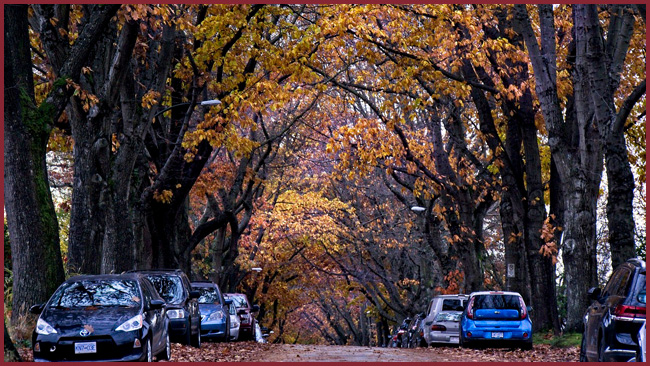 street trees image