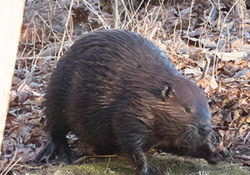 image of beaver